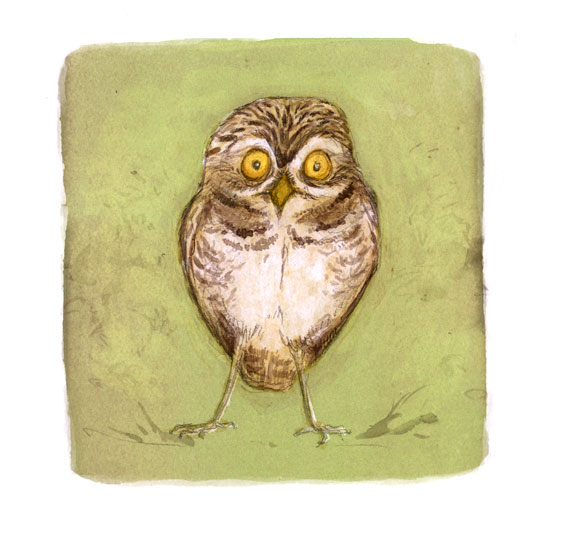 illustration burrowing owl